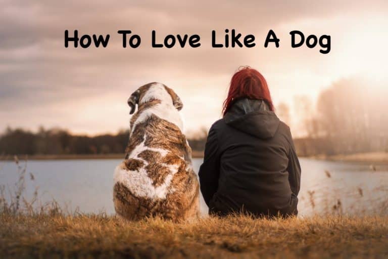 Read more about the article 7 Lessons on How To Love Like a Dog